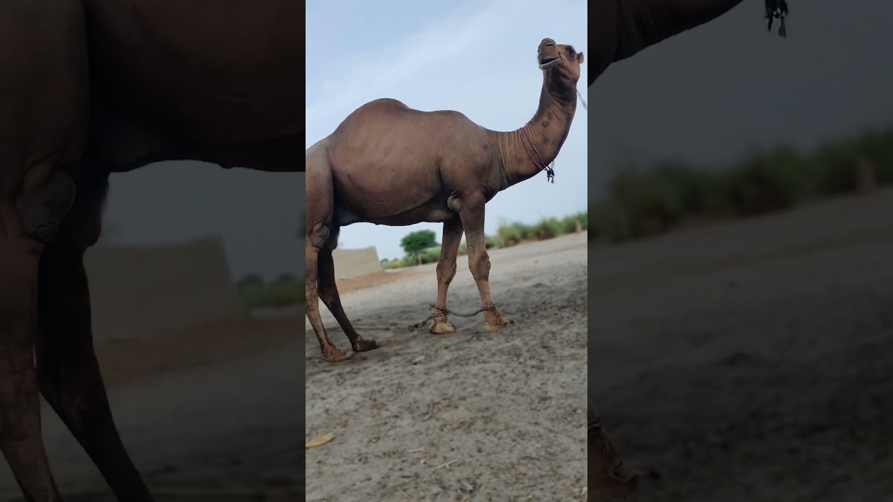 Cute Baby and beautiful camel 