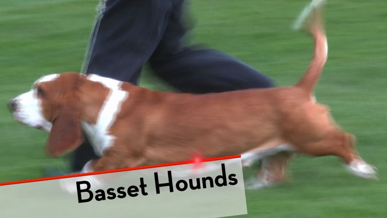 Basset Hound - Bests of Breed