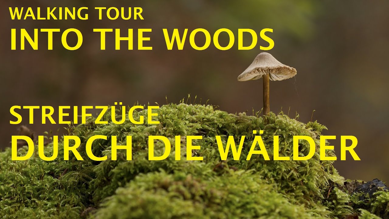 Walking tour into the Woods | Streifz&uuml;ge durch die W&auml;lder | Bayern/Hessen | BUSHCRAFT | NATURE