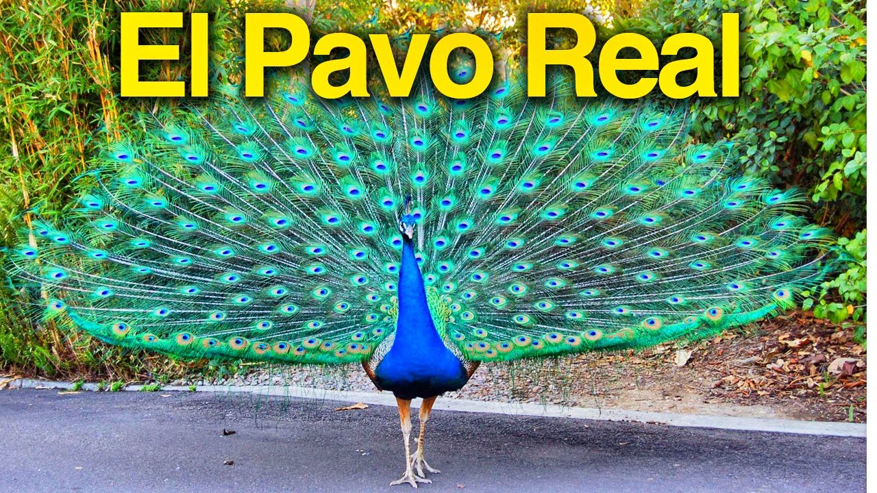 El Pavo Real - Los niños se divierten con animales del zoologico - Lorenzoo El León