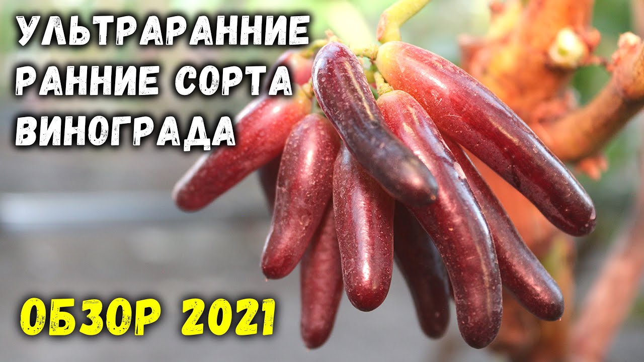 Обзор ультраранних и ранних сортов винограда