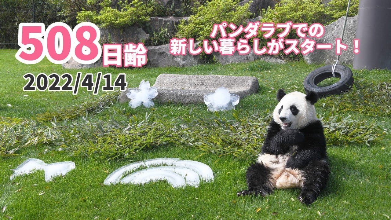 【ジャイアントパンダ（楓浜）】新しい運動場は楽しいですか？（508日齢）
