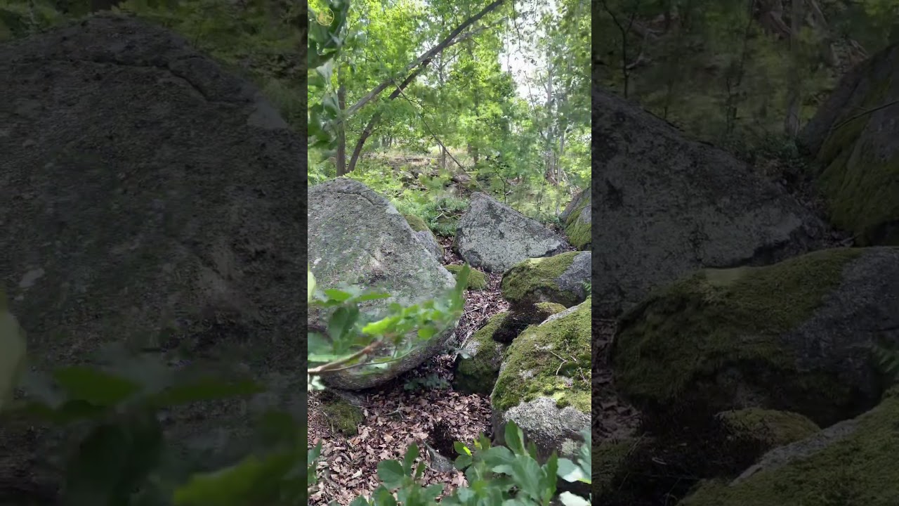 Relaxing vibes #forest #nature #birdsong #birds #rivenmoss #relaxing #relax #relaxingsounds
