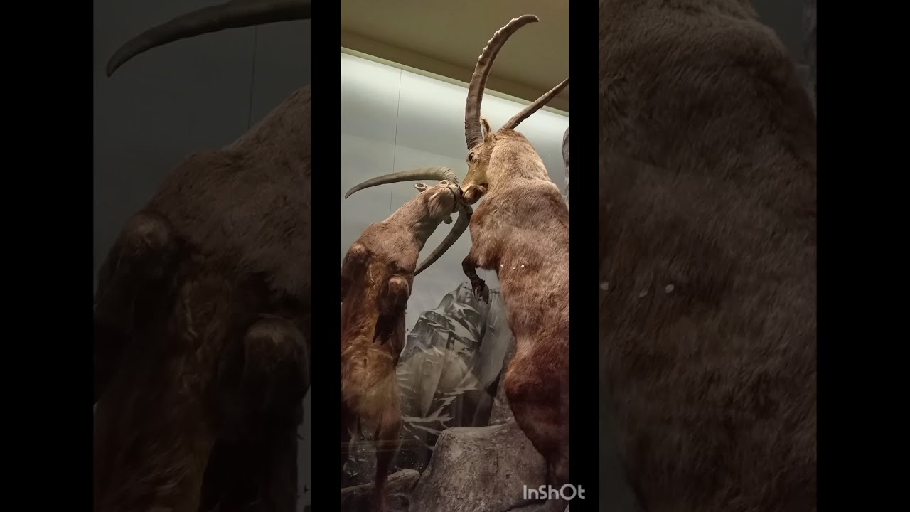 Day at Helsinki : Ropecon and Museum tour