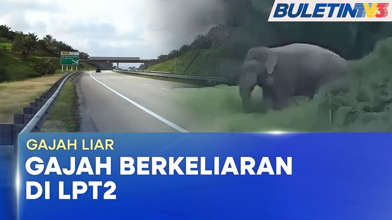 GAJAH LIAR | Pengguna Bimbang Gajah Muncul Di LPT2