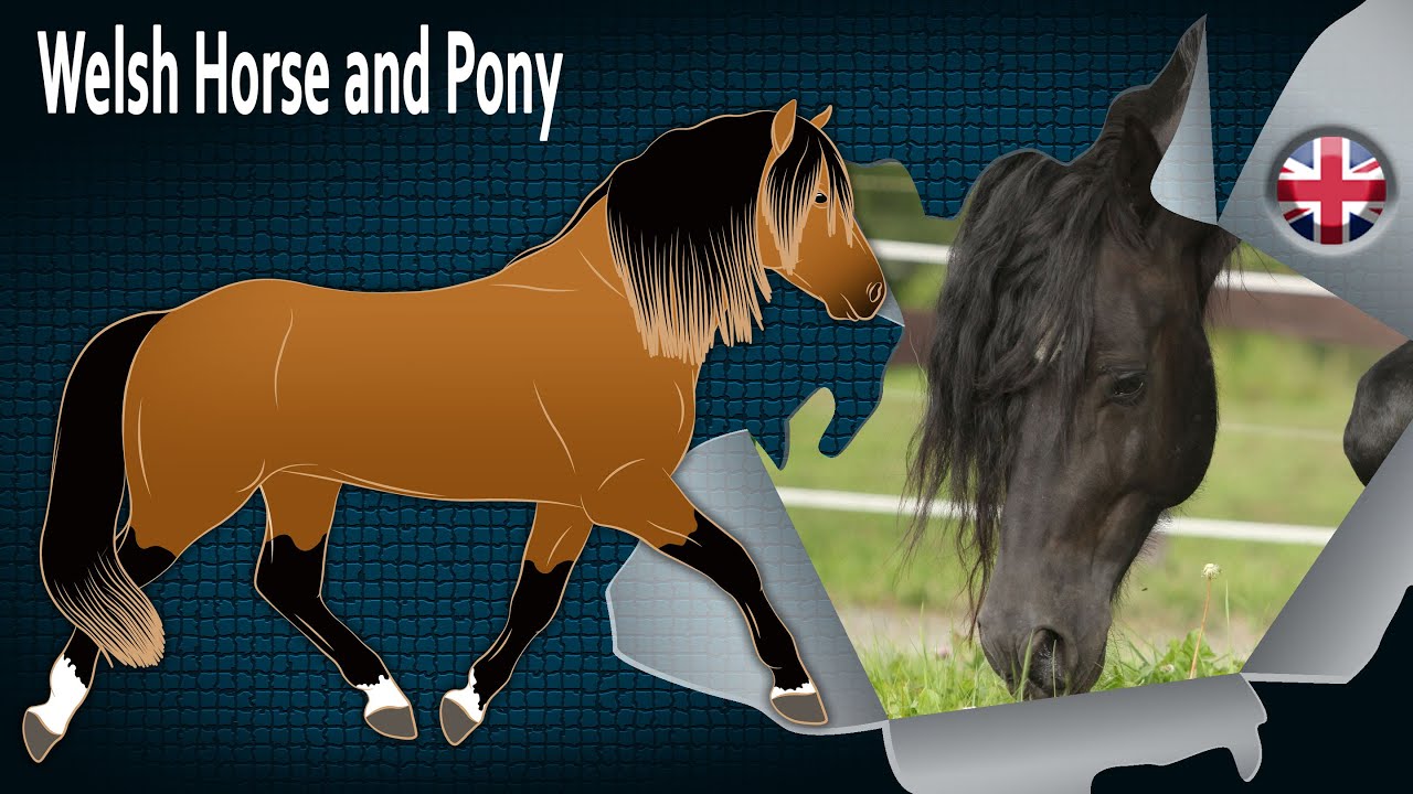 Welsh Horse and Pony, horses considered excellent improvers, Horse breeds