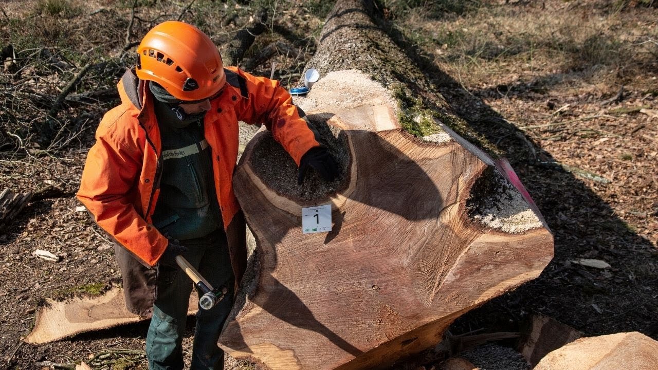🌳 1/3 Récolte des chênes pour Notre-Dame, une belle aventure humaine !