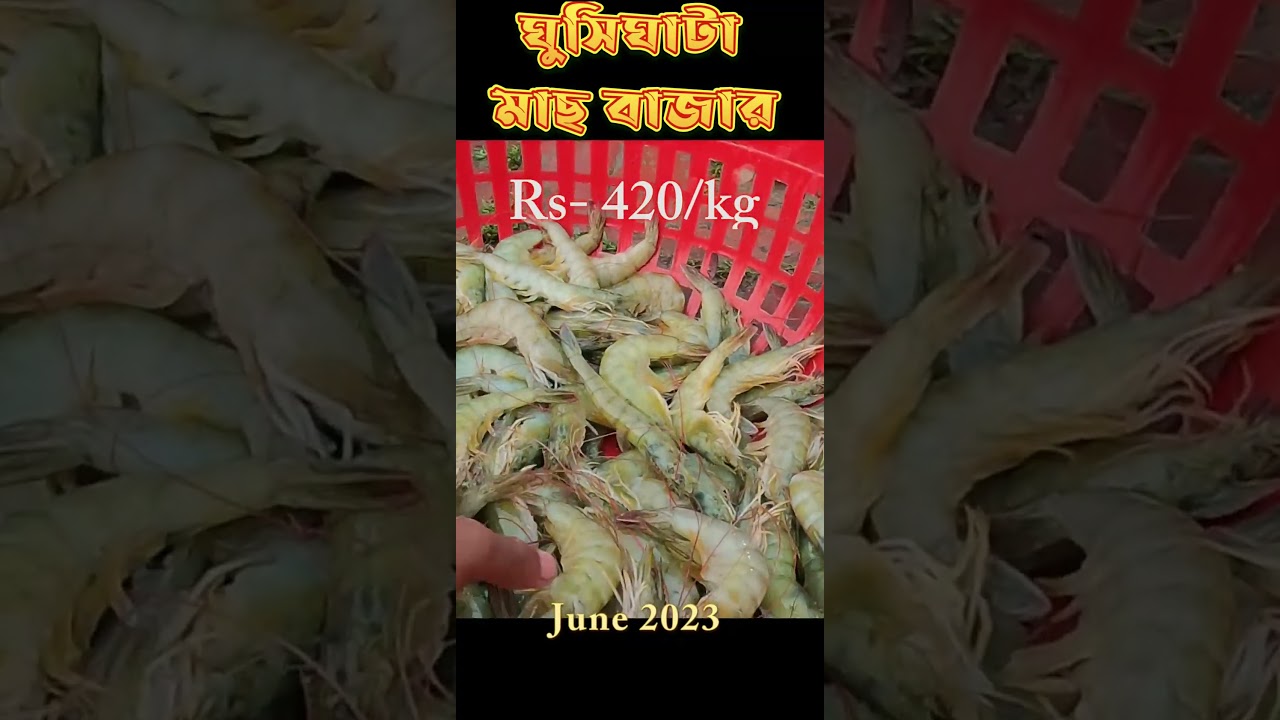Venami prawn price in Ghusighata fish market || venami prawn price || Venami prawn ||