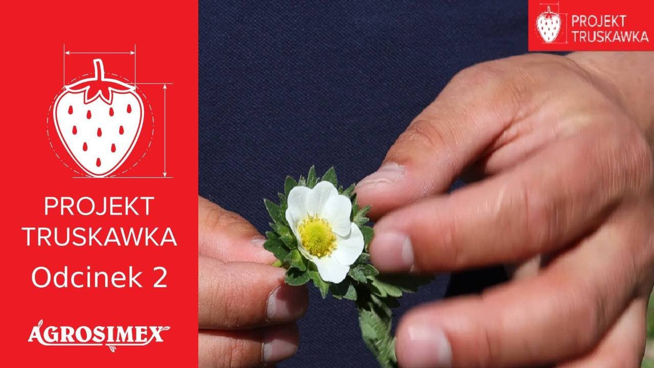 Ochrona i nawożenie truskawek tuż przed kwitnieniem - Projekt truskawka, odcinek 2