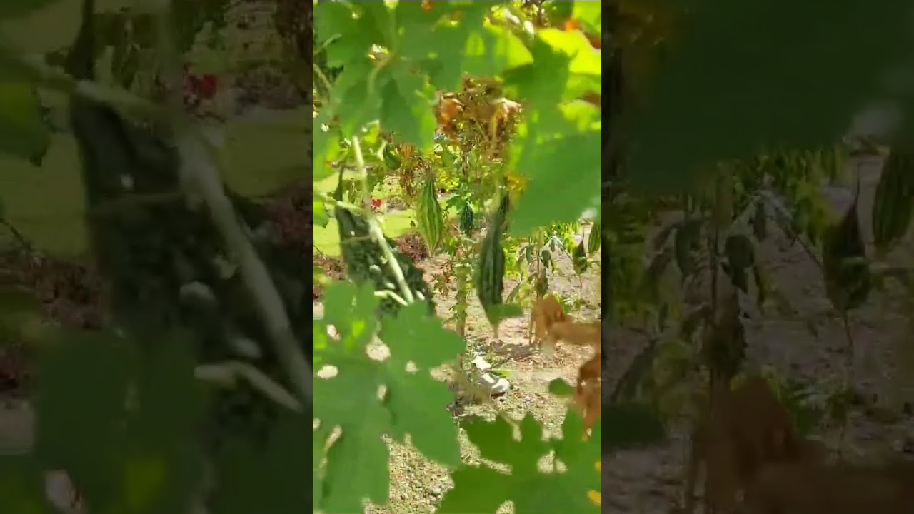 Treasure of my KITCHEN GARDEN (BITTER GOURD)