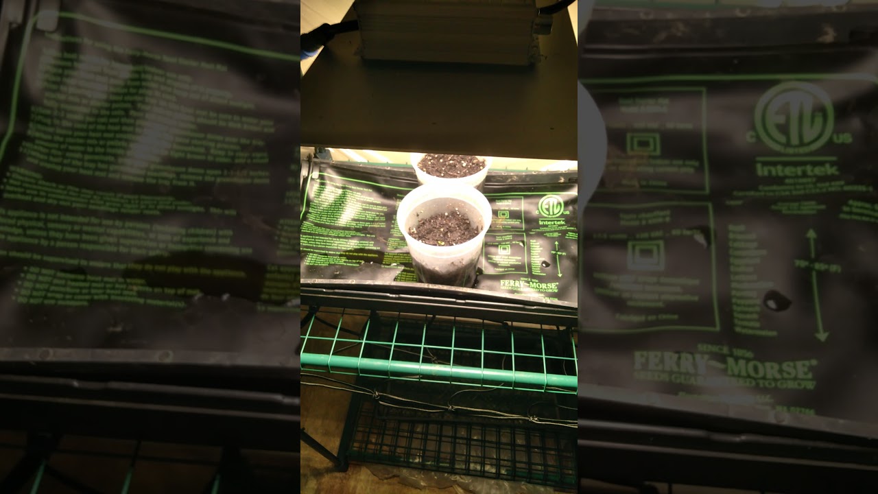 growing  grand daddy purple 💜