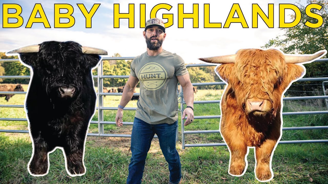 Building the HIGHLAND COW herd. Giveaway announcement