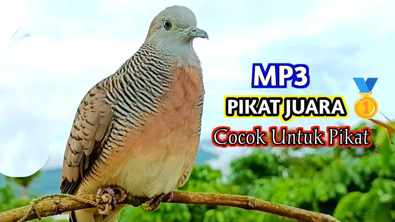 Suara Burung Perkutut Pikat Paling Ampuh Untuk Memikat Lawan Agar Bunyi