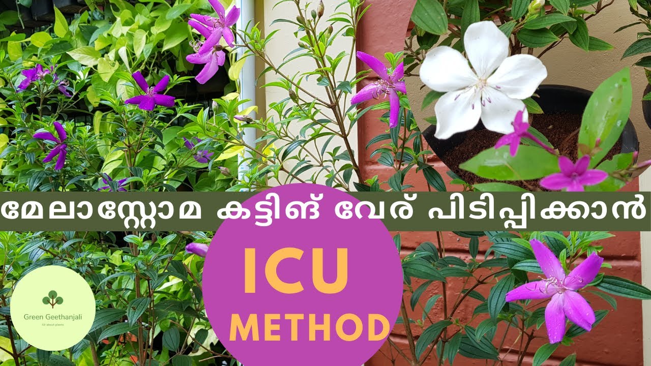 Melastoma ICU method  propagation and care, Melastoma Malayalam