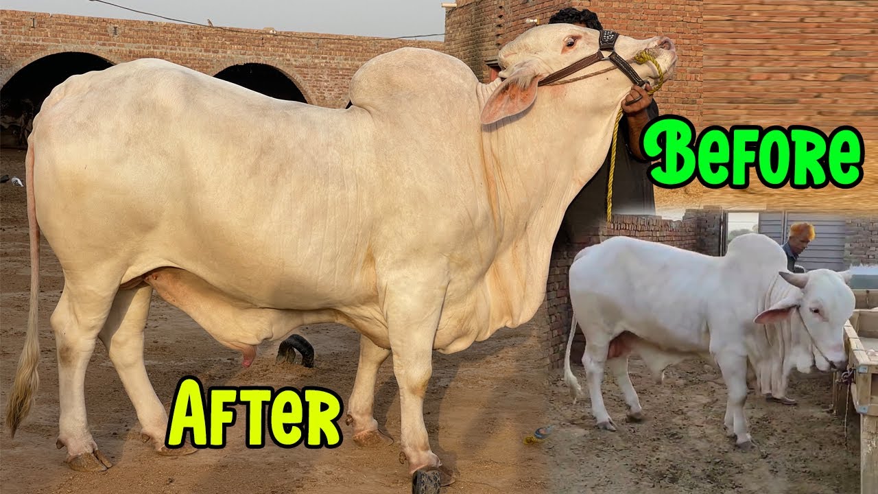 Nukray Ka Before And After Main Kitna Faraq Hain! | SS Tv Cattle Farm Multan |