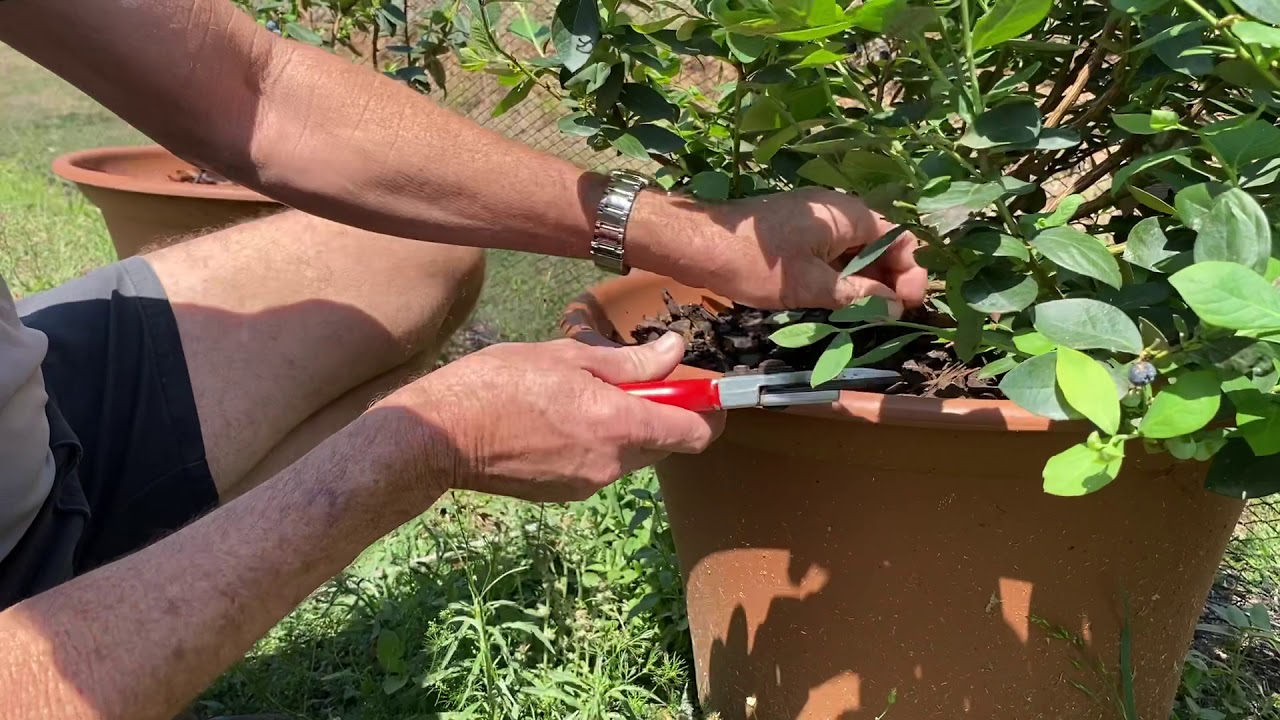 Blueberry Burst pruning