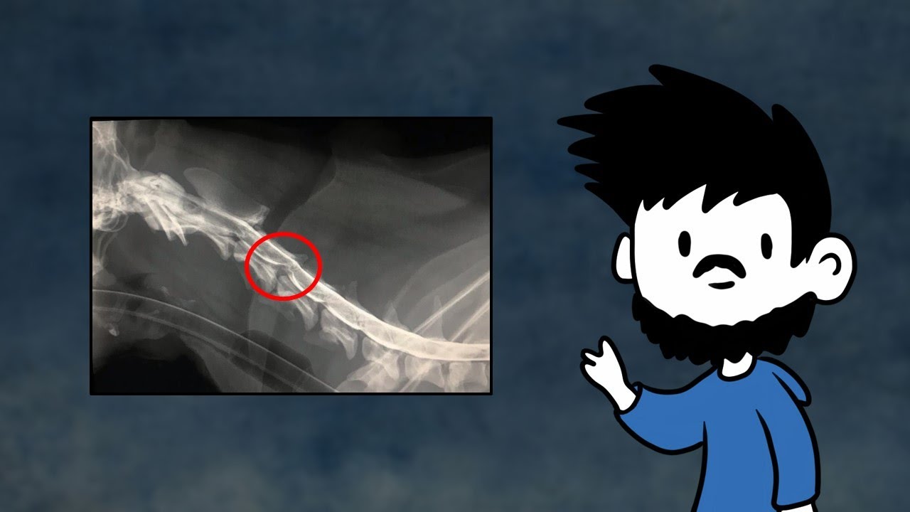 Hernia discal en perros