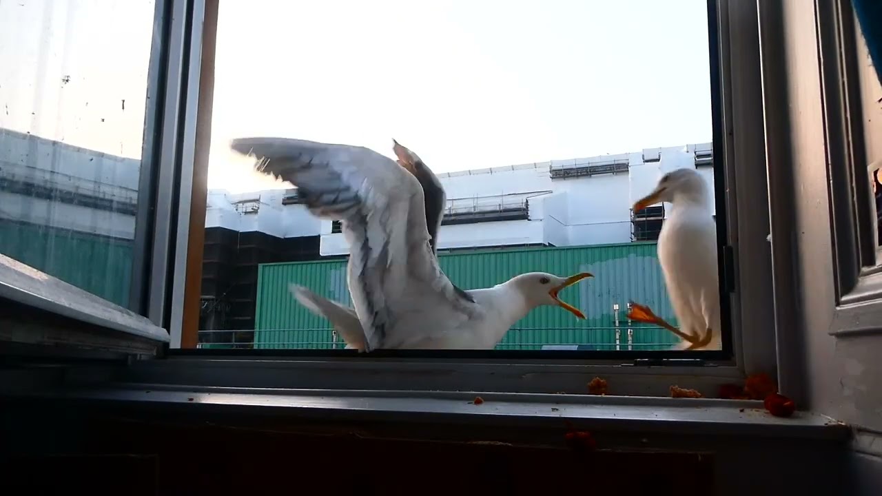 Week 7 : You Want Some Meat Seagull? Oh, You Took An Apple!