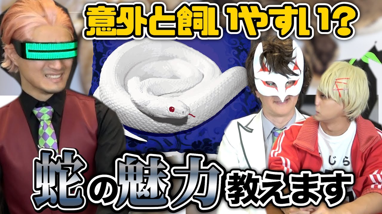 飼ったらやみつき！！意外とオススメ！蛇の魅力教えます！