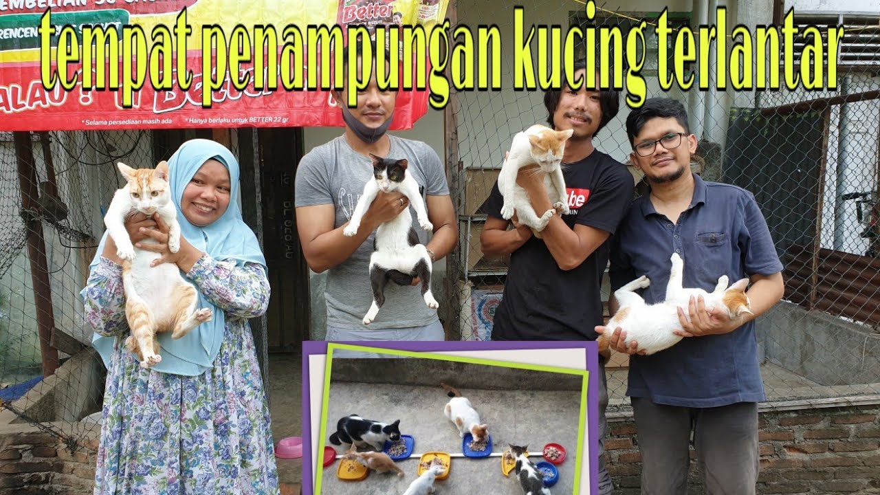 Rumah penampungan kucing terlantar