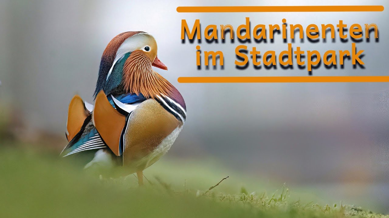 Mandarinenten fotografieren
