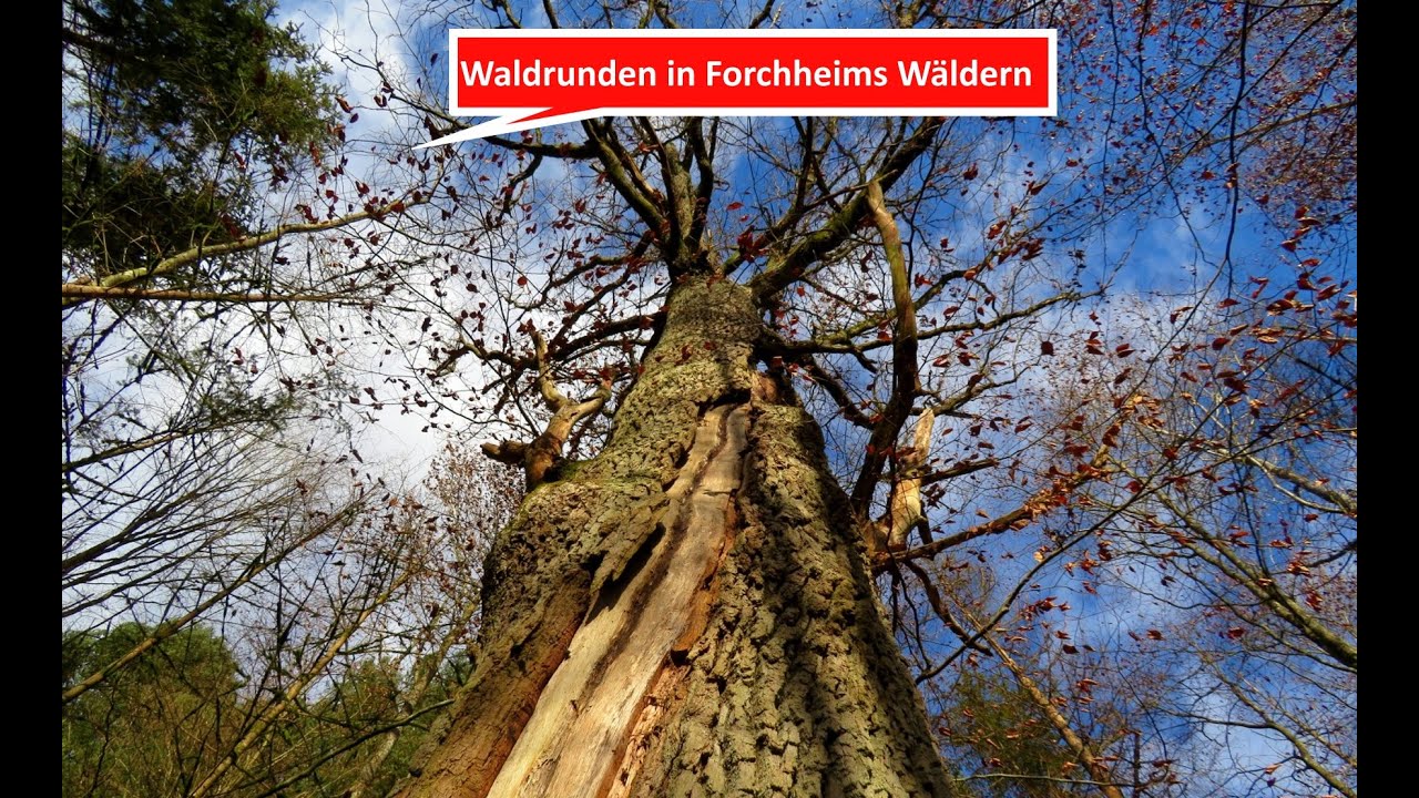 Unterwegs mit Thomas: Waldrunde in Forchheims W&auml;ldern am 31.01. und 02.02.22