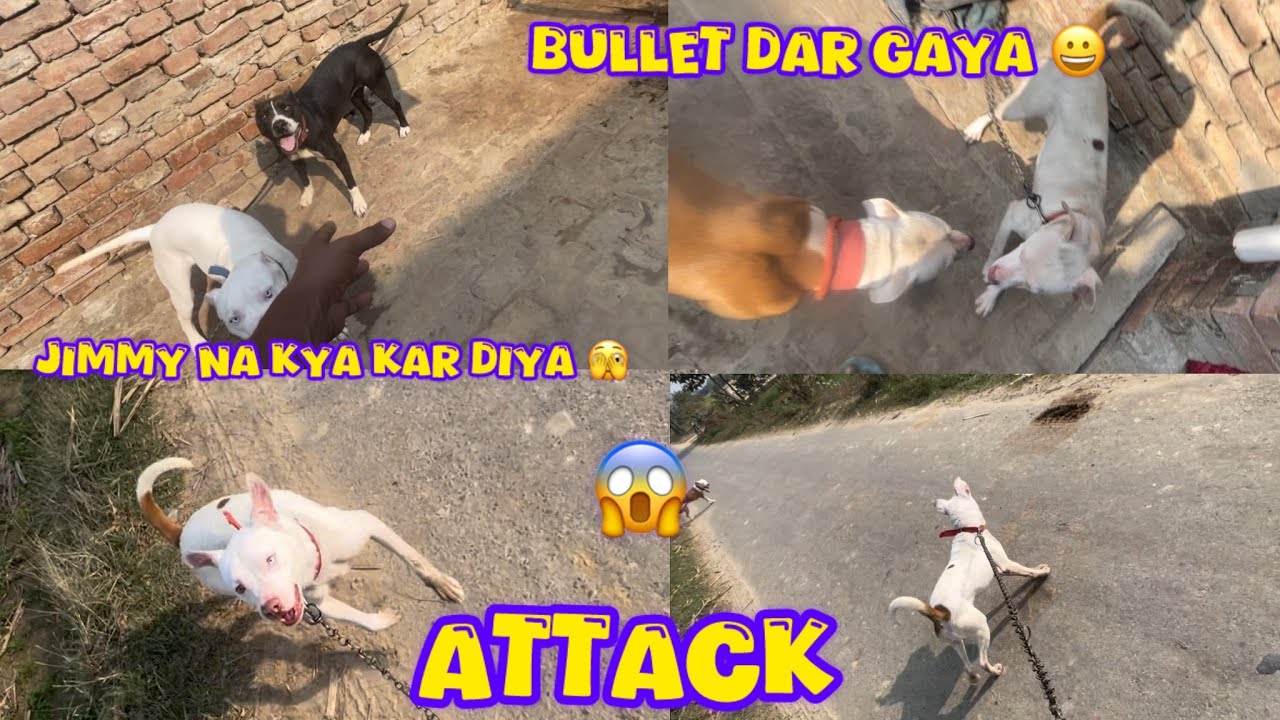 Pista se Dar gaye Bullet 🫣 Bullet bhar Aake aggressive ho gaye 😱@NikhilPetHouse 