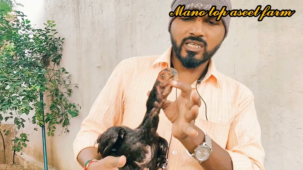 Top quality  aseels for sale  in telugu #manotopaseelfarm #parrotbeak #birds 