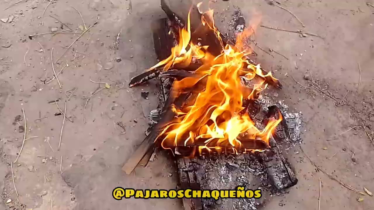 Cómo hacer pega pega casero 💯(todos los pasos e ingredientes)