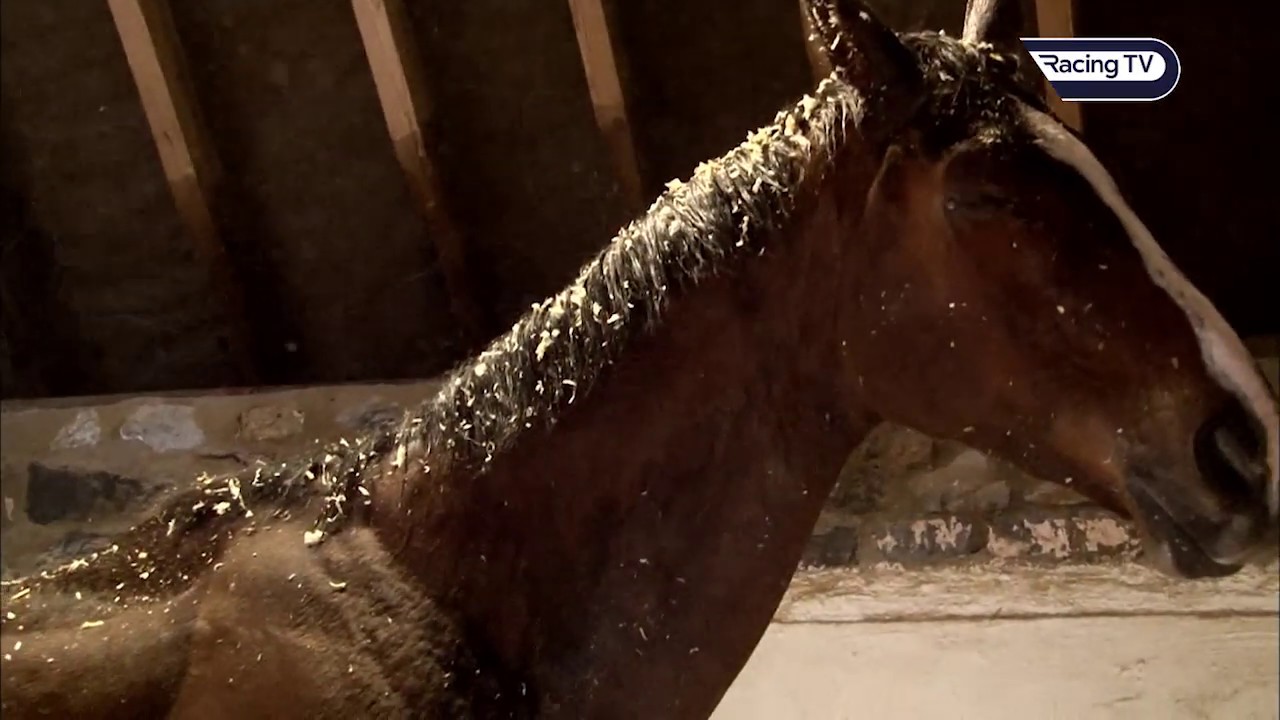 Kauto Star - The King George story - Racing TV