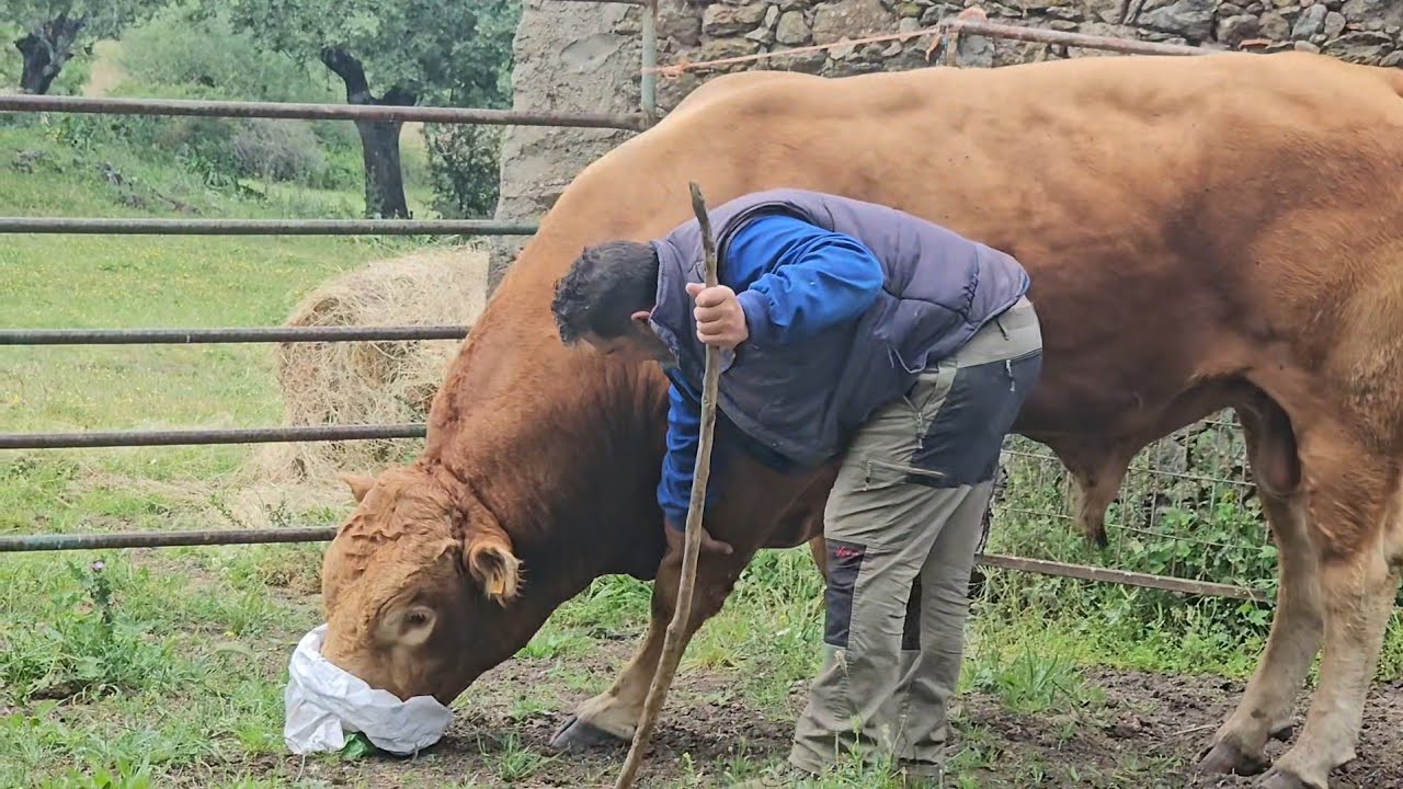 ¡¡Que cojo esta el toro!! Se ha lesionado montado una vaca