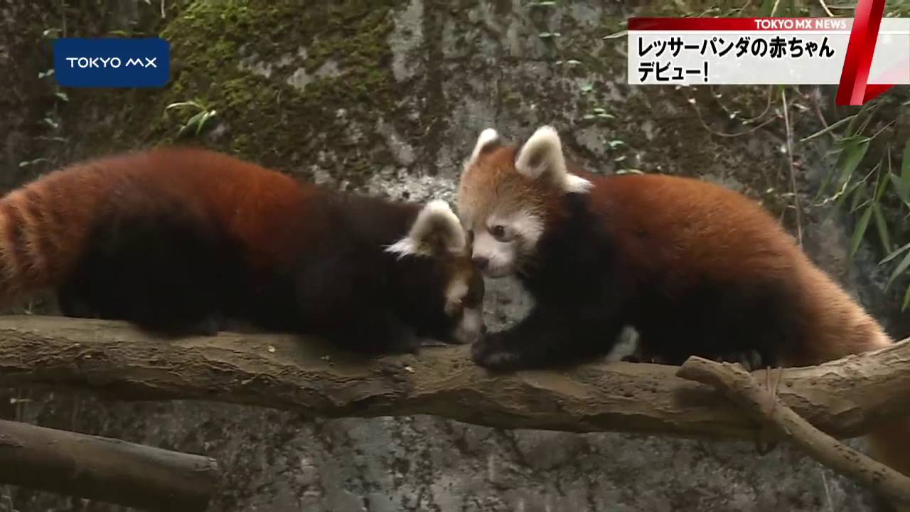 多摩動物公園　レッサーパンダの赤ちゃんがデビュー