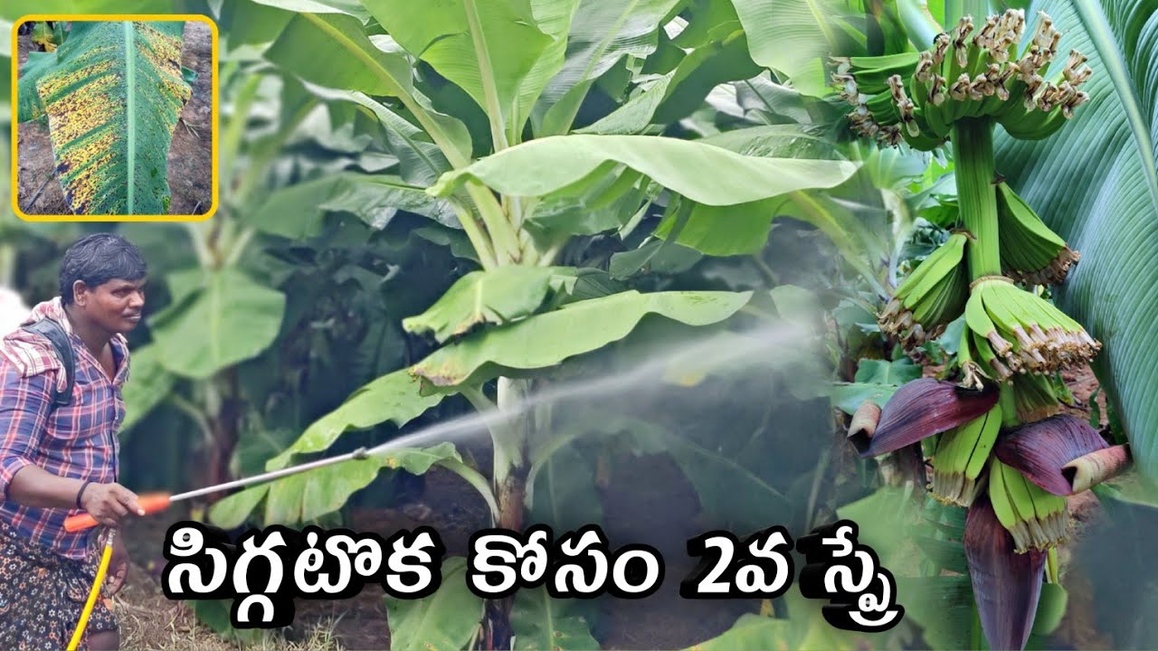 అరటి పంటలో సిగ్గటొక కోసం 2వ స్ప్రే చెస్తున్నాము ||AGRI GURU||