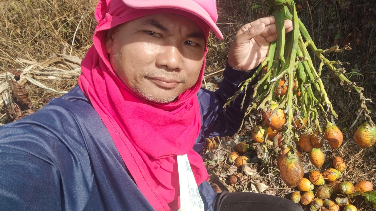 เก็บหมากหาค่าน้ำมันไปถ่ายช้างก่อน