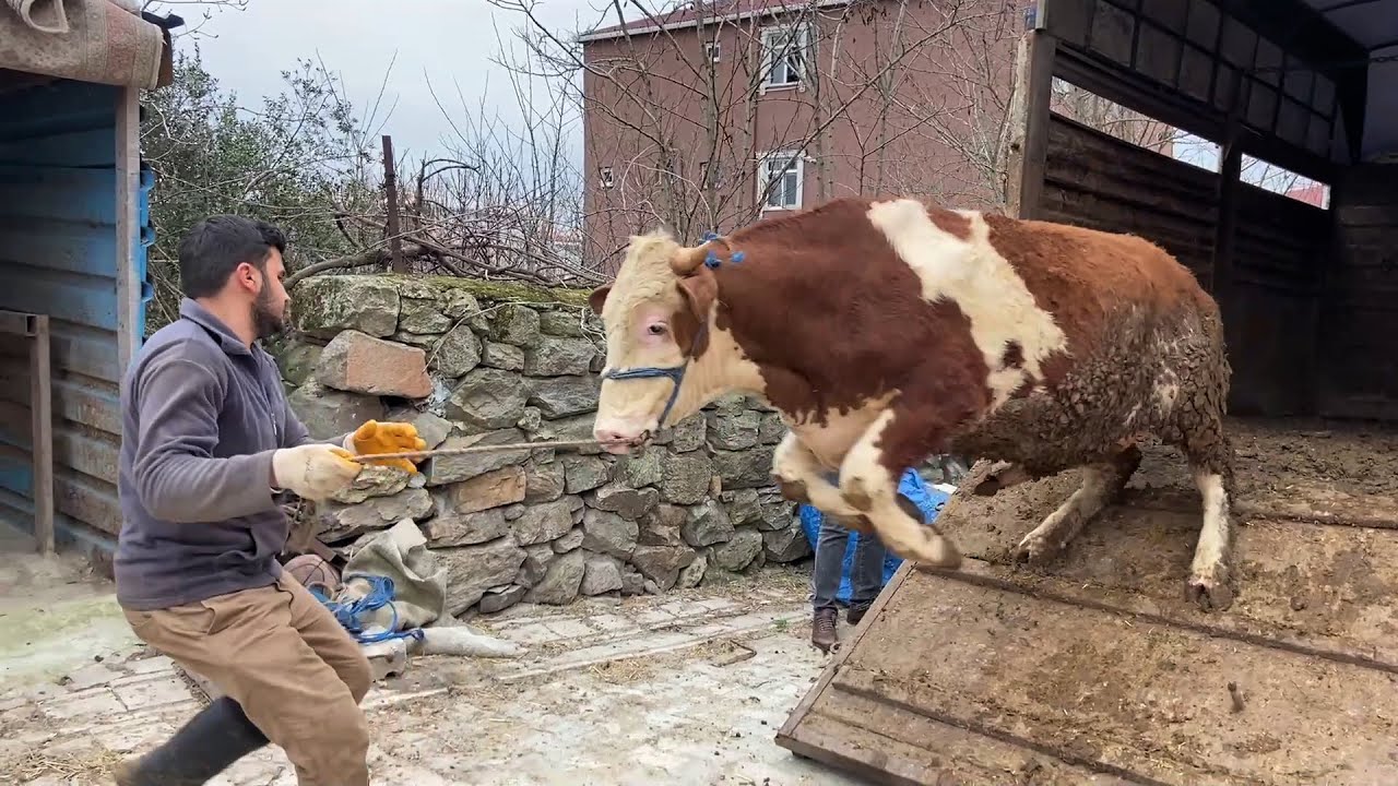 ПРИБЫЛИ НАШИ КУРБАНЫ / ВЫГРУЗКА ЖИВОТНЫХ КУРБАН 2023