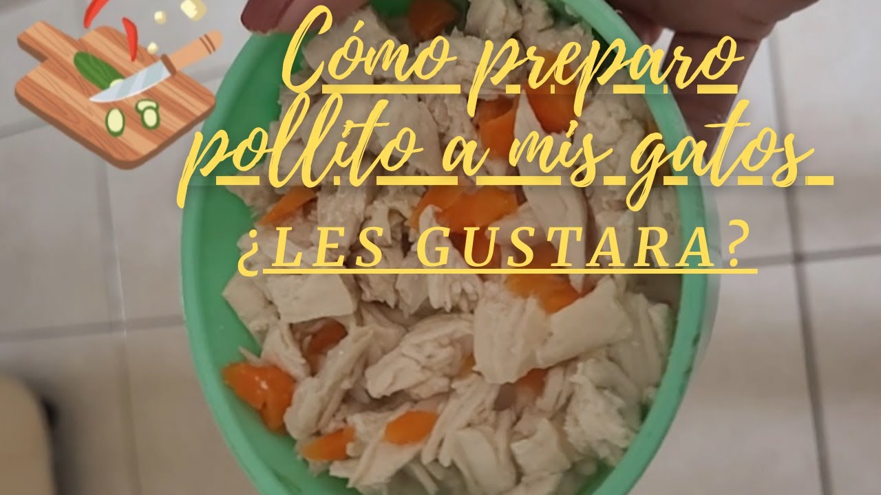 C&oacute;mo prepar&oacute; pollito para mis gatos les gustara #gatos #cats #cats_and_fun44