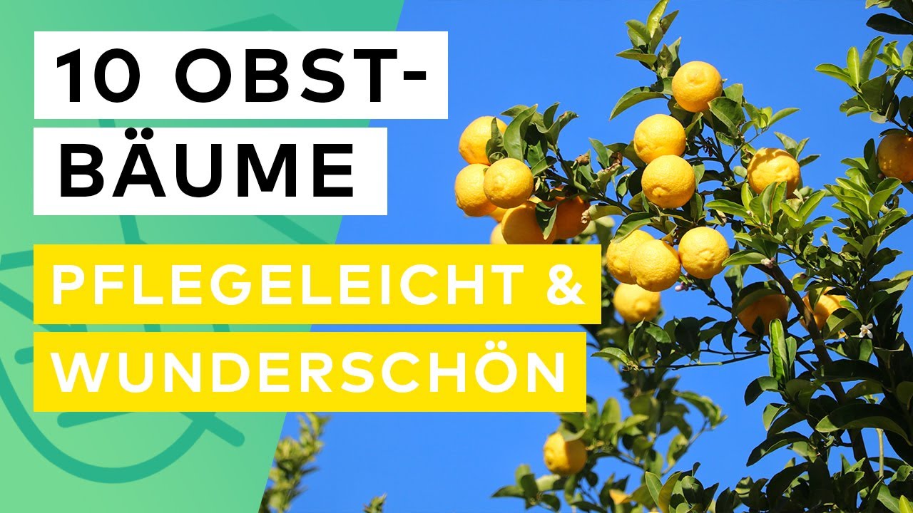 10 pflegeleichte Obstb&auml;ume f&uuml;r deinen Fr&uuml;hlingsgarten