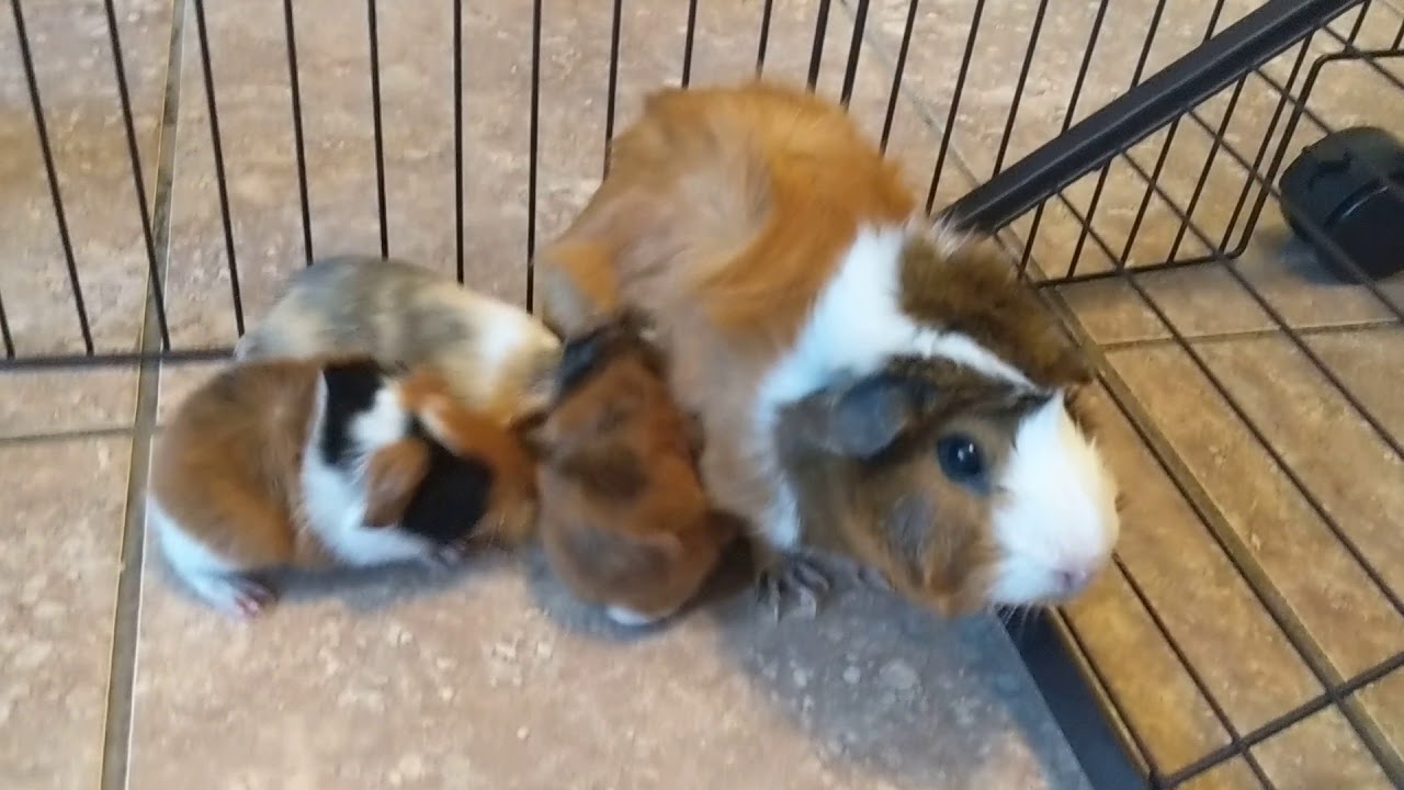 Newborn Guinea Pig Pups - Baby Guinea Pigs