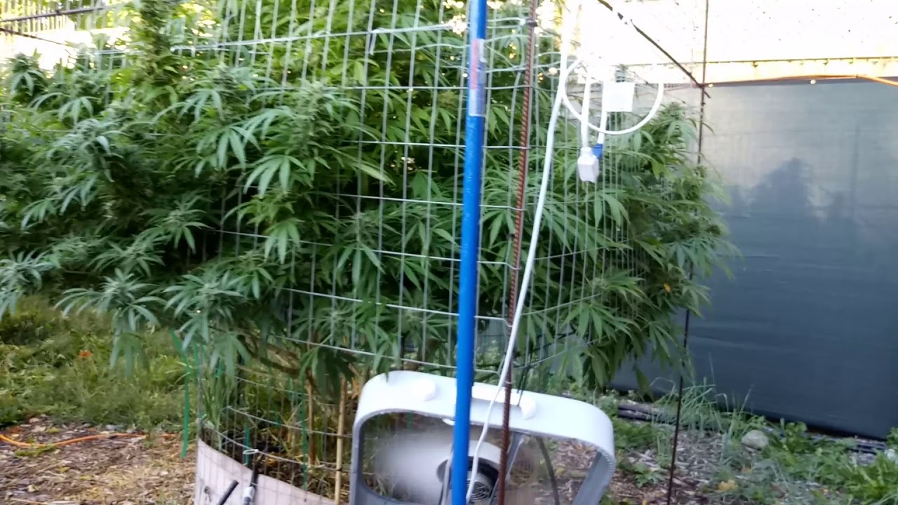 2019 Outdoor Marijuana Grow Bumper Crop!?!