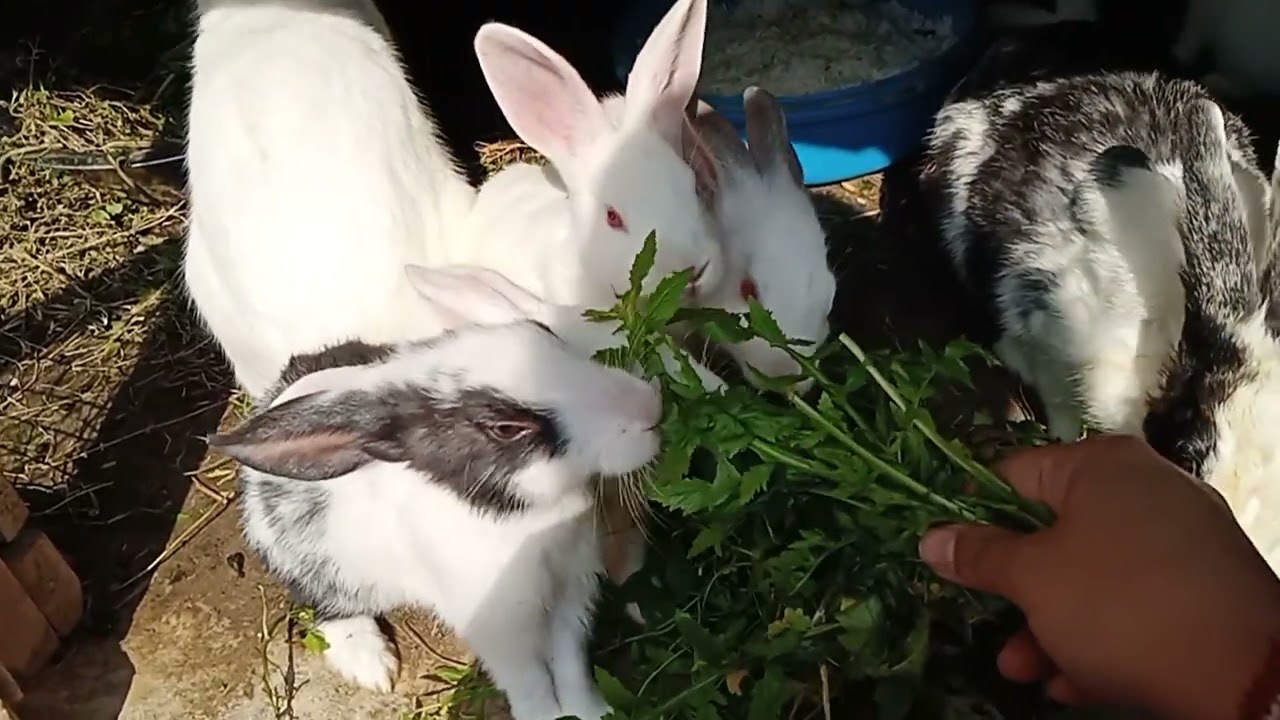 #bunnies