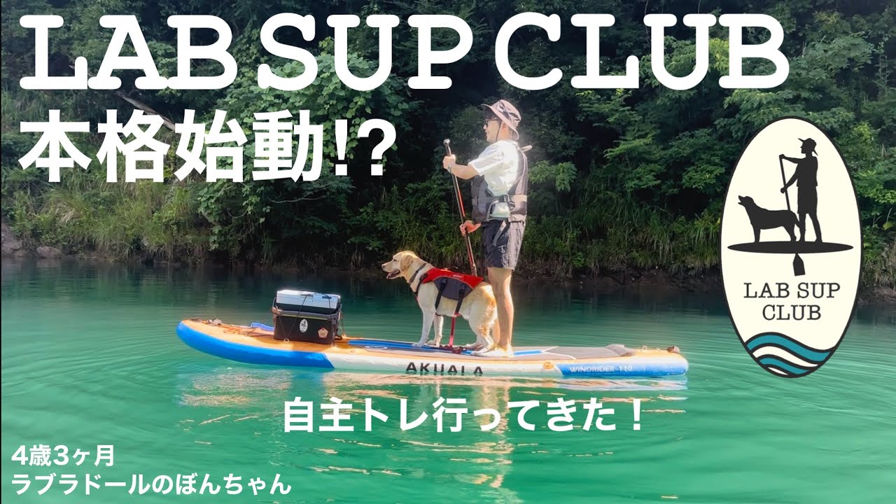 【ラブラドール#171】プチハプニング多発！LAB SUP CLUB本格始動に向け、早速自主トレ行ってきた★labrador retriever   ラブラドールレトリバー　ワンコSUP 大型犬