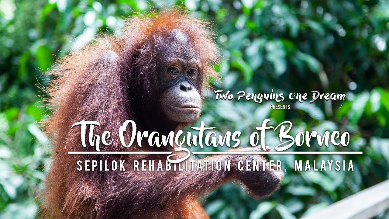 Looking for Orangutans in Borneo, Malaysia!