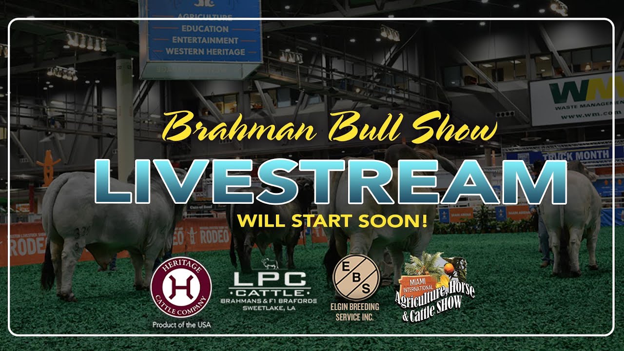 2022 HLSR Brahman Show - JUNIOR, SENIOR & GRAND RED & GRAY BULL SHOW