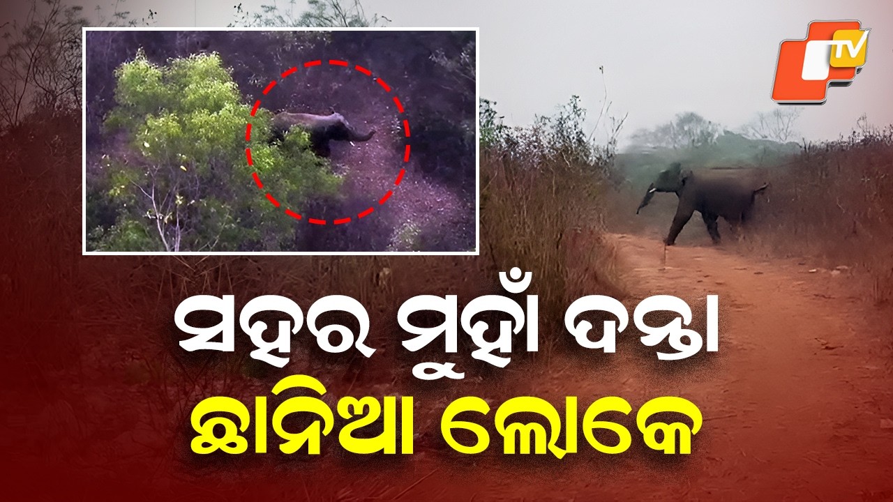 Tusker Elephant Enters Athagarh Town, Panic Near Uttarachandi Temple