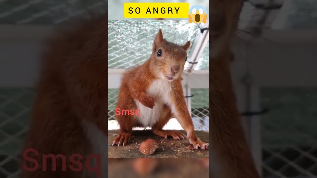 RED SQUIRREL 🐿️ | ANGRY | Angry squirrel sound 