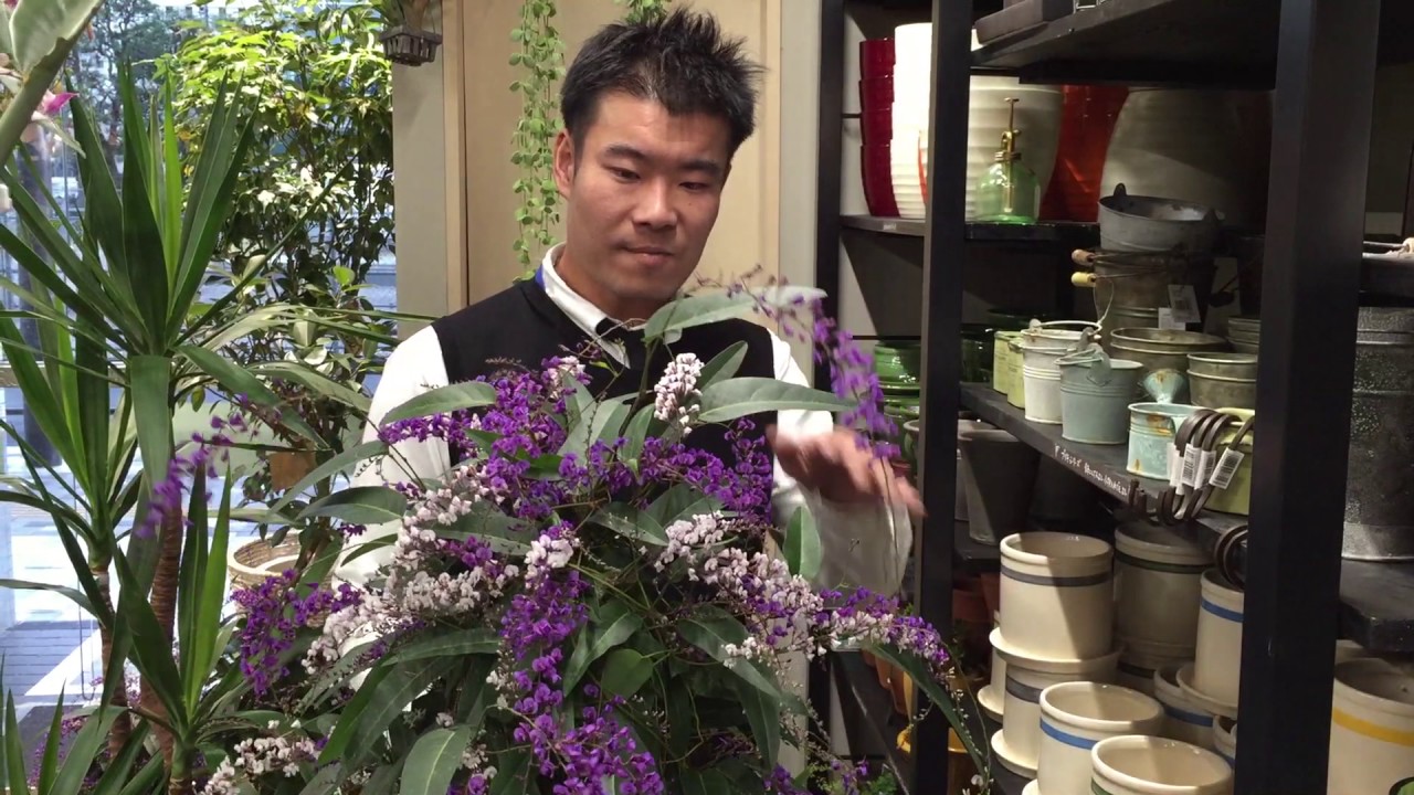 ハーデンベルギアの紹介・育て方