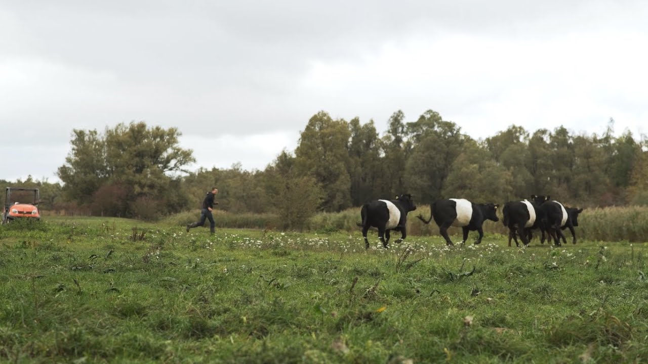 Houberg -  Wat is een Lakenvelder