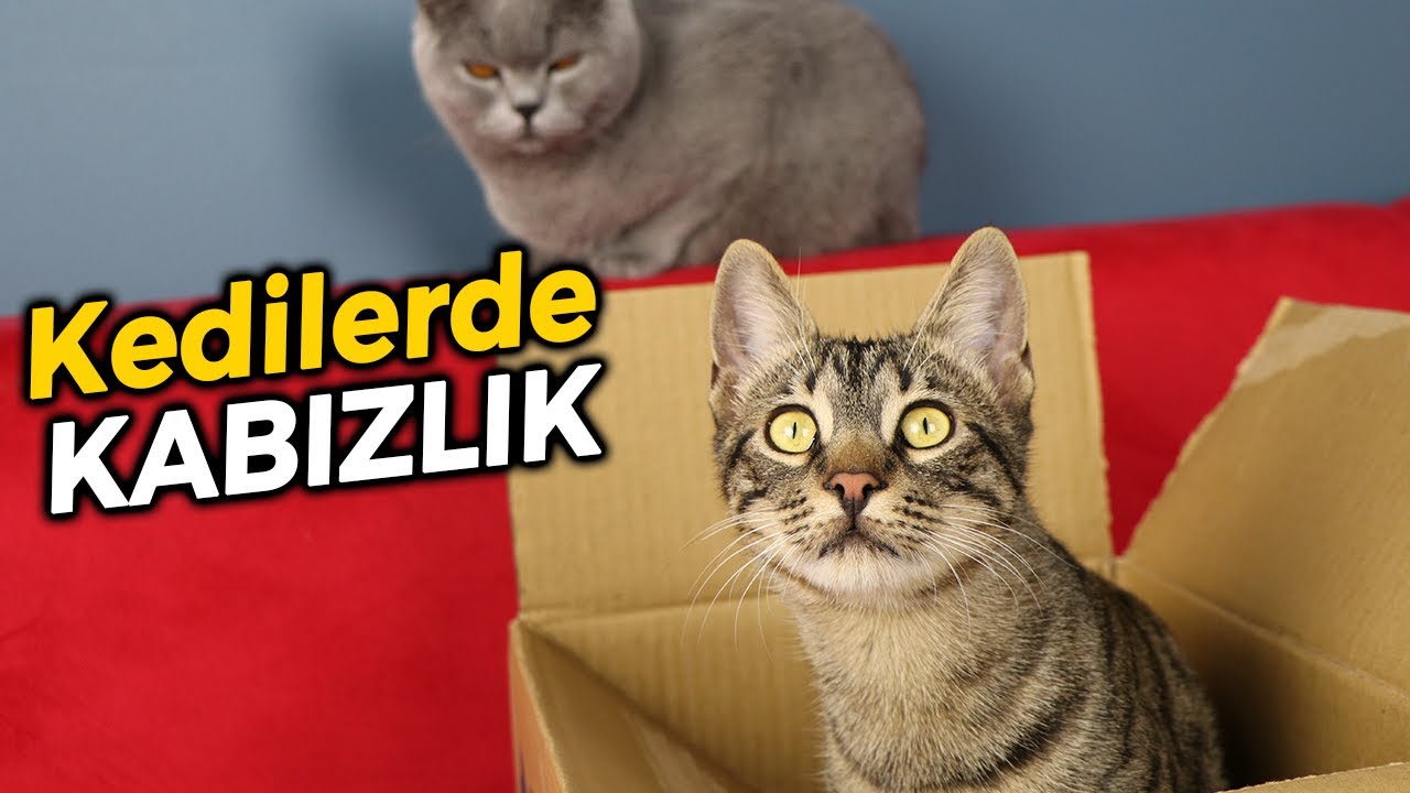 KEDİLERDE KABIZLIK SORUNU VE &Ccedil;&Ouml;Z&Uuml;M&Uuml; 💩(Kedim Kabız Oldu Ne Yapmalıyım?)