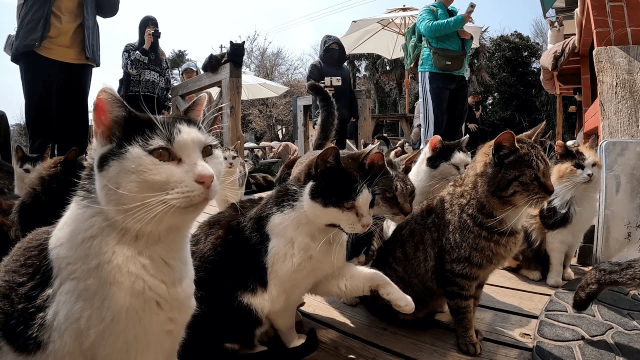 田代島　なかなかご飯を持って出て来ないマスターに痺れを切らしてついに蜂起した猫達が「中へ入れろ！」とお店の入口へと押し寄せてきたｗ