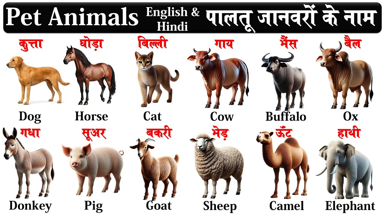 Domestic Animals Name in Hindi & English with pdf | Names of pets | Pet animals name | Animals name